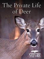 Watch The Private Life of Deer Merdb
