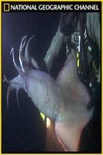 Watch National Geographic Hooked Squid Invasion Merdb
