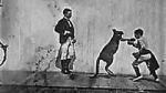 Watch The Boxing Kangaroo (Short 1896) Merdb