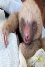 Watch Too Cute! Baby Sloths Merdb
