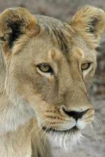 Watch Last Lioness: National Geographic Merdb
