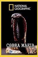 Watch National Geographic Cobra Mafia Merdb