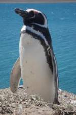 Watch National Geographic Wild Chronicles: Penguins Merdb