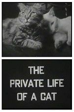 Watch The Private Life of a Cat Merdb