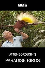 Watch Attenborough's Paradise Birds Merdb