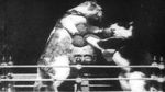 Watch The Boxing Cats (Prof. Welton\'s) Merdb
