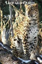 Watch Leopard Queen Merdb