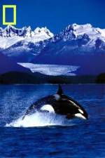 Watch National Geographic Killer Whales Of The Fjord Merdb