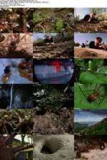 Watch National Geographic Wild - City Of Ants Merdb