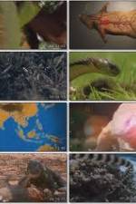 Watch National Geographic Wild : Deadliest Animals Asia Pacific Merdb