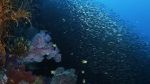 Watch Wild Window: Bejeweled Fishes Merdb