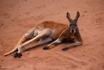 Watch Big Red: The Kangaroo King Merdb