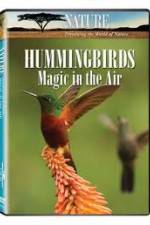 Watch Hummingbirds Magic in the Air Merdb