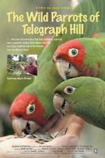 Watch The Wild Parrots of Telegraph Hill Merdb