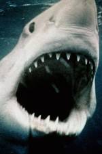 Watch Sharkmania: The Top 15 Biggest Baddest Bloodiest Bites Merdb