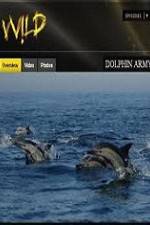 Watch National Geographic Wild Dolphin Army Merdb