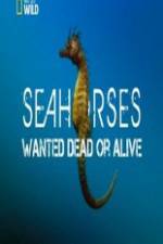 Watch National Geographic - Wild Seahorses Wanted Dead Or Alive Merdb