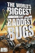 Watch Worlds Biggest and Baddest Bugs Merdb