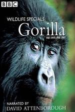 Watch Gorilla Revisited with David Attenborough Merdb