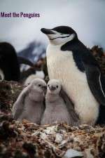Watch Meet the Penguins Merdb