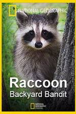 Watch Raccoon: Backyard Bandit Merdb