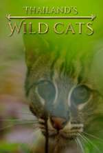 Watch Thailand's Wild Cats Merdb