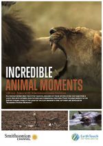 Watch Incredible Animal Moments Merdb