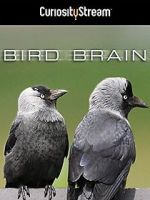 Watch Bird Brain Merdb
