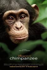 Watch Chimpanzee Merdb