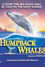 Watch Humpback Whales Merdb