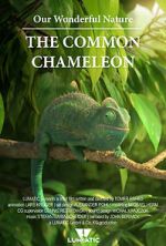 Watch Our Wonderful Nature - The Common Chameleon Merdb