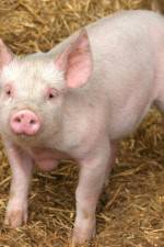 Watch Patent For A Pig: The Big Business of Genetics Merdb