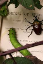 Watch Darwin's Struggle The Evolution of the Origin of Species Merdb