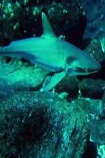 Watch National Geographic: Secret Shark Pits Merdb