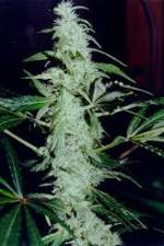 Watch Cannabis Whats The Harm Part 2 Merdb