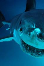 Watch National Geographic. Shark attacks investigated Merdb