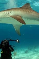 Watch Dive To Tiger Shark Central Merdb