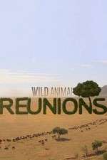 Watch Wild Animal Reunions Merdb