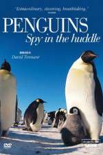 Watch Penguins Spy In The Huddle Merdb