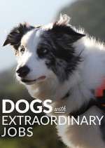 Watch Dogs with Extraordinary Jobs Merdb