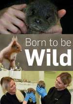 Watch Born to Be Wild Merdb