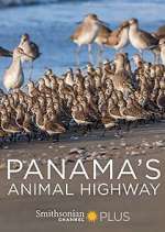 Watch Panama's Animal Highway Merdb